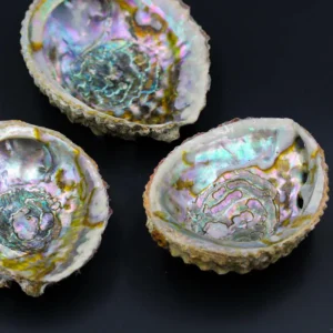 Seeohren (Abalone)