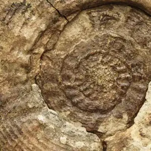 Fossile Anhänger