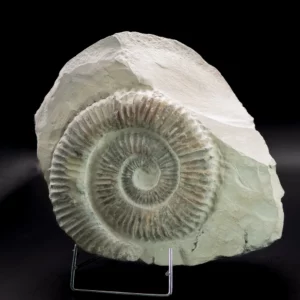 Ammonit Allocrioceras