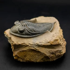 Trilobit