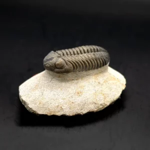 Trilobit